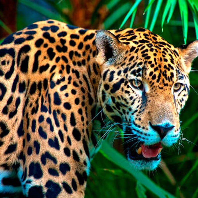 Manu Amazonico Zona Cultural 3 Días